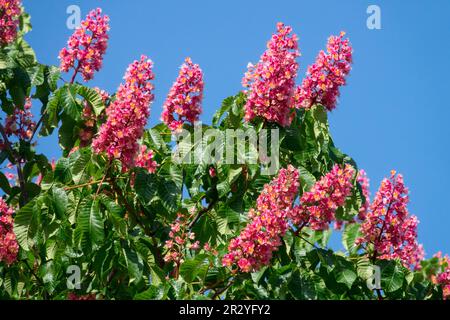 Red Horse Chestnut "Briotii" Aesculus × carnea Horse Chestnut tree  Aesculus Stock Photo