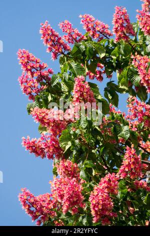 Aesculus × carnea 'Briotii', Red Horse Chestnut blooming Stock Photo