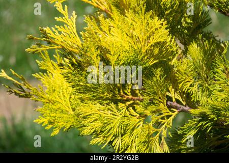 Golden Yellow, Cultivar, Coniferous, Branch, Incense Cedar, Calocedrus decurrens 'Berrima Gold', Foliage Stock Photo