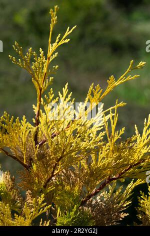 Calocedrus decurrens 'Berrima Gold', Golden, Branches, Incense Cedar, Coniferous, Cultivar, Golden Yellow, Foliage, Calocedrus 'Berrima Gold' Stock Photo