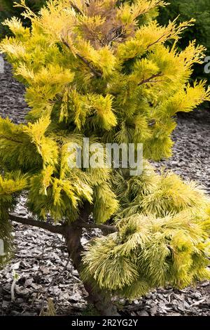 Incense Cedar Tree Calocedrus decurrens 'Berrima Gold', Slow growing Conifer Stock Photo