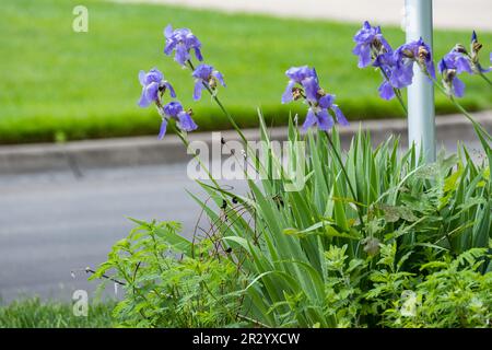 Blue bearded tall iris blooming in the spring. Kansas, USA. Stock Photo