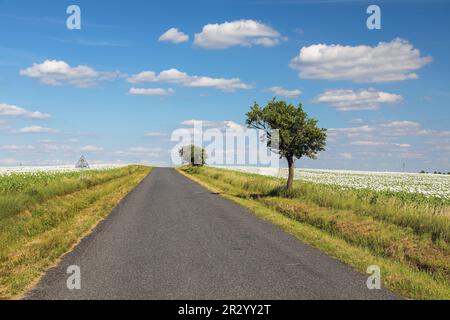 Landscape with a road between fields with white poppies blooming and beautiful sky with clouds Stock Photo