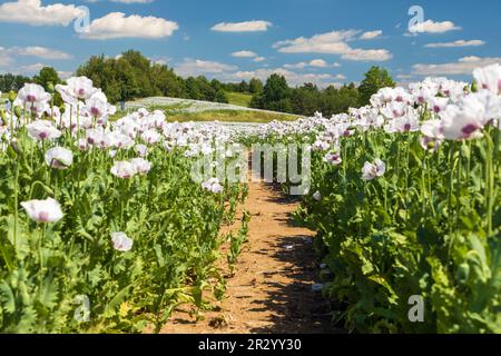 Flowering opium poppy field with pathway, in Latin papaver somniferum, white colored poppy is grown in Czech Republic for food industry Stock Photo