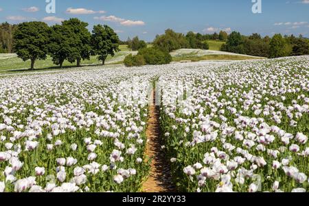 Flowering opium poppy field with pathway, in Latin papaver somniferum, white colored poppy is grown in Czech Republic for food industry Stock Photo