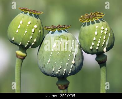 Detail of opium poppy heads, in latin papaver somniferum, three immature poppy heads with drops of opium milk latex Stock Photo