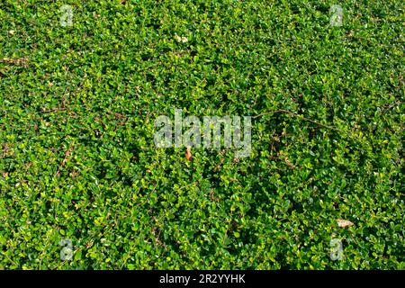 Green leaf background texture Stock Photo