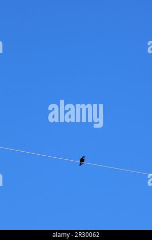 Single bird on a utility line Stock Photo
