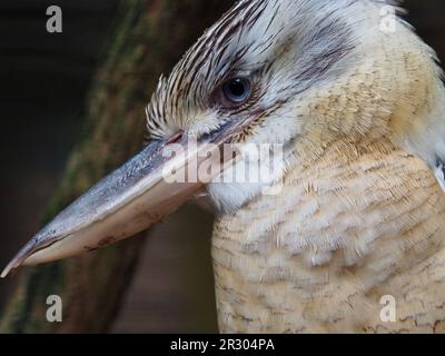 Incredible stately Blue-winged Kookaburra in majestic beauty. Stock Photo