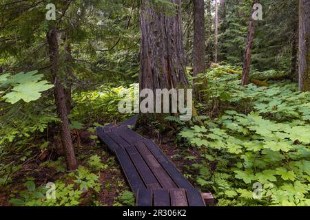 Western red cedar tree (Thuja plicatain) forest and walking path in Chun T’oh Whudujut Ancient Forest provincial park, British Columbia, Canada. Stock Photo