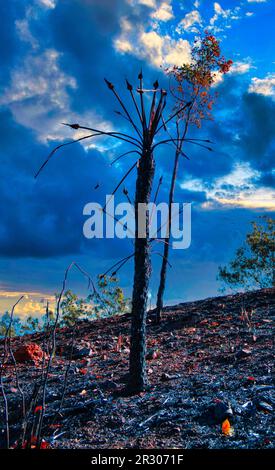 resiliant cycad standing after a bushfire Stock Photo