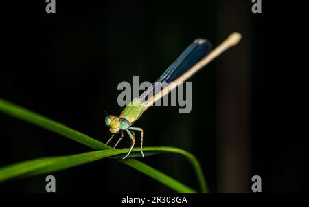 A beautiful little green Damselfly perched on green leaf and nature background, Selective focus, insect macro, Colorful insect in Thailand. Stock Photo