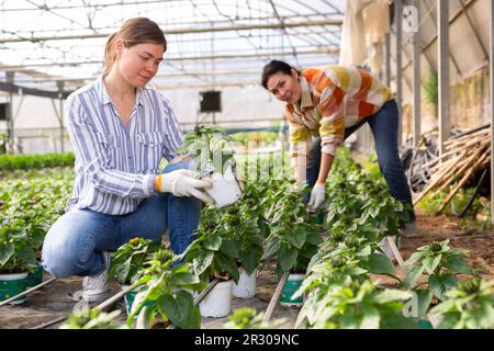 Female florist arranging young potted ornamental sunflowers in greenhouse Stock Photo