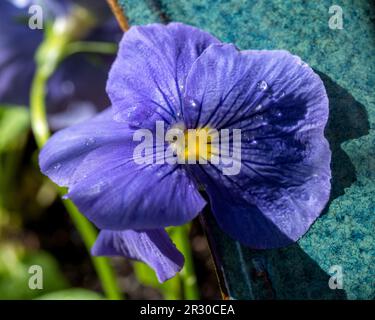 Wet Pale purple powder blue pansy flower in bloom sitting on the edge of a blue green glazed pot Stock Photo