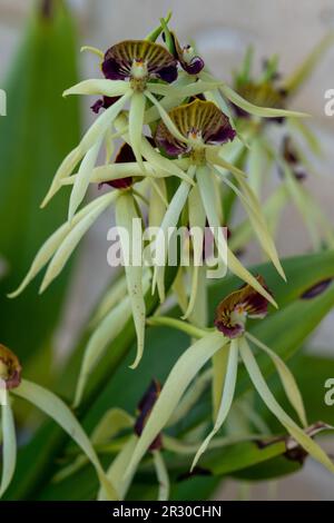 Unusual looking dark red purple Clamshell, Black or Octopus Orchids and Green Leaves Stock Photo