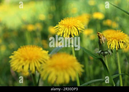 Blooming dandelions, spring flowers in green grass Stock Photo
