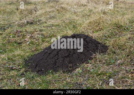 Molehills. Mole mounds. Mole hills. A meadow damaged by a group of moles, causing damage in the garden by animals that dig burrows in the ground and d Stock Photo