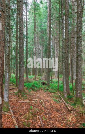 beautiful Schwarzwald forest in southwestern Germany Stock Photo