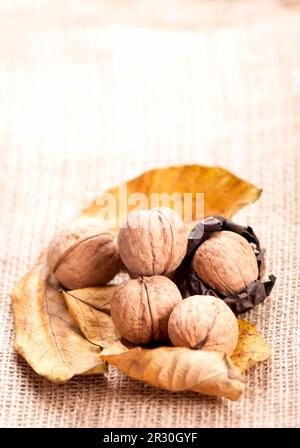 group of big walnuts with dry leaves on burlap on a wooden background. Stock Photo