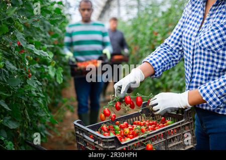 Branch of tomatoes in hands of female farmer in greenhouse Stock Photo