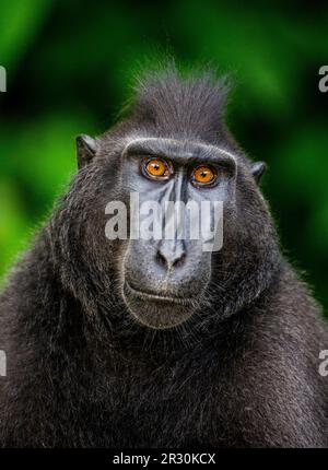 Portrait of a сelebes crested macaque. Close-up. Indonesia. Sulawesi. Stock Photo