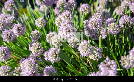 Blooming flowers of onion. Shallow depth of field. Stock Photo