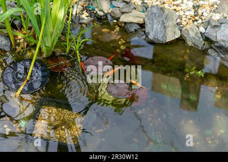 Goldfish swimming in the garden pond Stock Photo