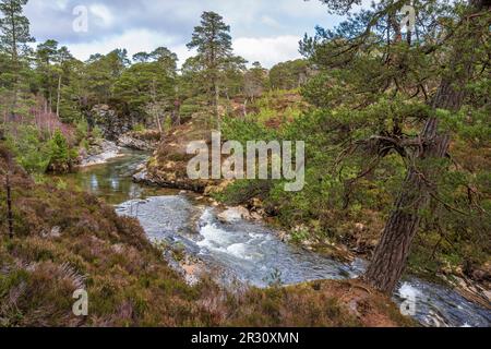 View of the River Lui as it travels through regenerated Caledonian pinewoods to join the River Dee near Braemar in Aberdeenshire, Scotland, UK Stock Photo