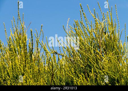 Oriental Arborvitae, Platycladus orientalis "Franky Boy" Oriental Thuja in unformed plants filiform branches Twigs Stock Photo