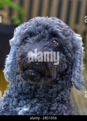 A close up of the head of a cute hairy black Labradoodle dog, looking towards the camera Stock Photo
