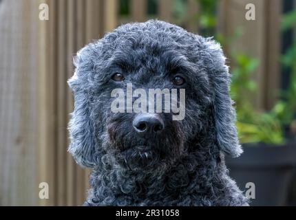 A close up of the head of a cute hairy black Labradoodle dog, looking towards the camera Stock Photo