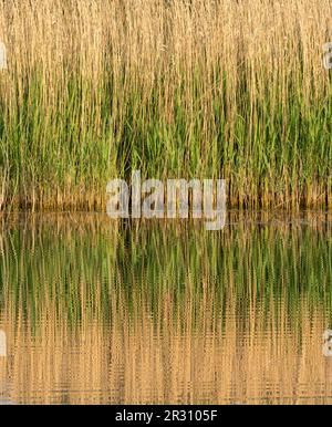A large reed bed reflecting in a perfectly still lake on a nature reserve in Fleetwood, Lancashire, UK Stock Photo