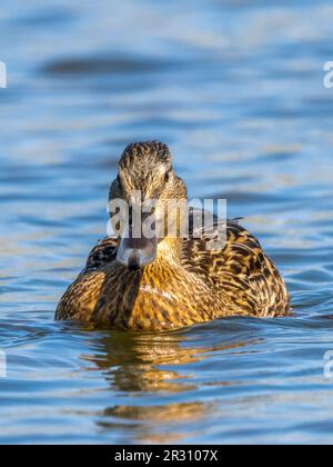 A female Pintail duck, (Anas acuta), also known as the Northern Pintail, on a lake in Fleetwood, Lancashire, UK Stock Photo