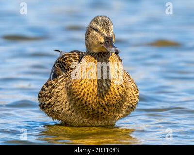 A female Pintail duck, (Anas acuta), also known as the Northern Pintail, on a lake in Fleetwood, Lancashire, UK Stock Photo