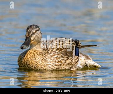 A female Pintail duck, (Anas acuta), also known as the Northern Pintail, on a lake in Fleetwood, Lancashire, UK Stock Photo