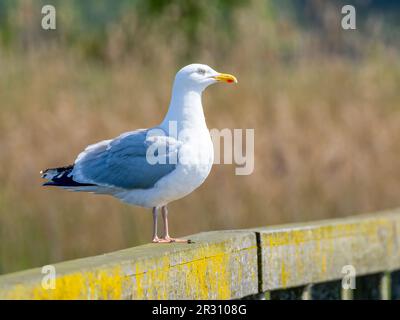 An adult Herring Gull, (Larus argentatus), standing on an old wooden fence in Fleetwood, Lancashire, UK Stock Photo