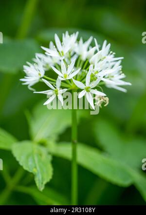 A close up of the flower of a Wild Garlic plant, (Allium ursinum) growing in a woodland in Lancashire, UK Stock Photo
