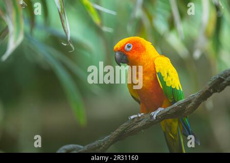 Closeup of sun parakeet or sun conure Aratinga solstitialis, bird. Real photography Stock Photo
