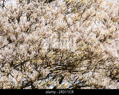 Juneberry or serviceberry tree, Amelanchier lamarkii, abundance of white flowers in flowering tree, Netherlands Stock Photo