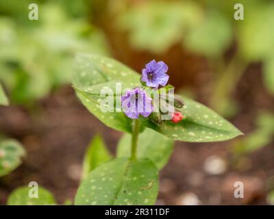Lungwort, Pulmonaria officinalis, blue purple flowers of blooming plant in spring, Netherlands Stock Photo