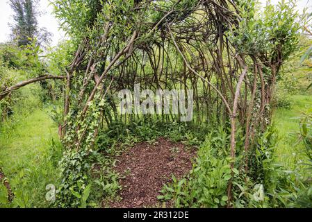 Woven, living willow at Samarès Manor  Vingtaine de Samarès, in the parish of St. Clement in Jersey, Stock Photo