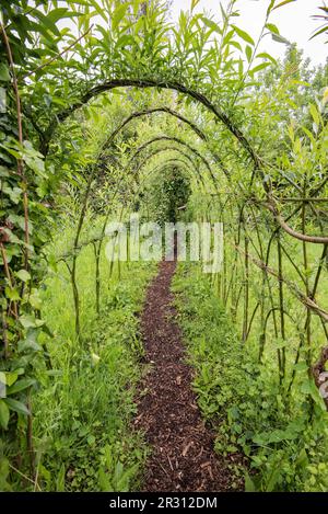 Woven, living willow at Samarès Manor  Vingtaine de Samarès, in the parish of St. Clement in Jersey, Stock Photo