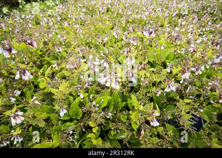 Comfrey, Symphytum,  flowering in the herb garden at Samares manor, Jersey, Channel Islands. Stock Photo