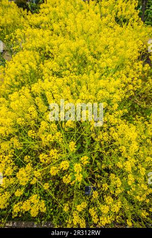 Yellow-flowering Woad in the herb garden at Samares Manor, Jersey Stock Photo