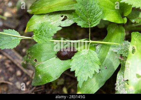 The black slug, black arion, Arion ater. Cute snail sitting on green leaf in the forest, view from above. Stock Photo