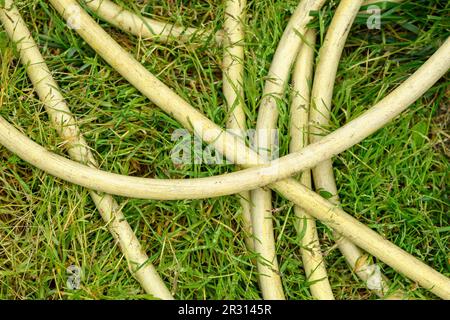 Top view of garden hose on back yard lawn grass in spring Stock Photo