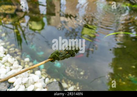 Thread algae plague in the garden pond Stock Photo