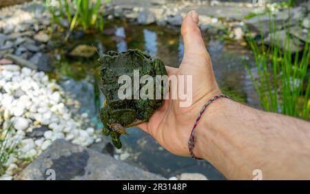 Thread algae plague in the garden pond Stock Photo