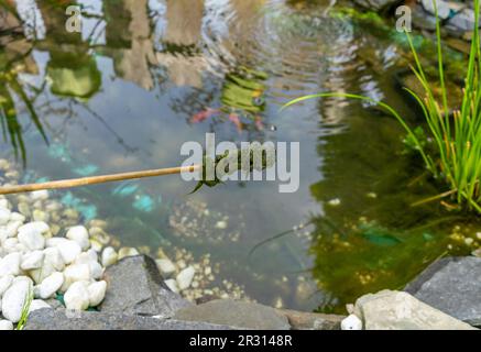 Green Thread algae plague in the garden pond Stock Photo