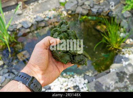 Thread algae plague in the garden pond Stock Photo